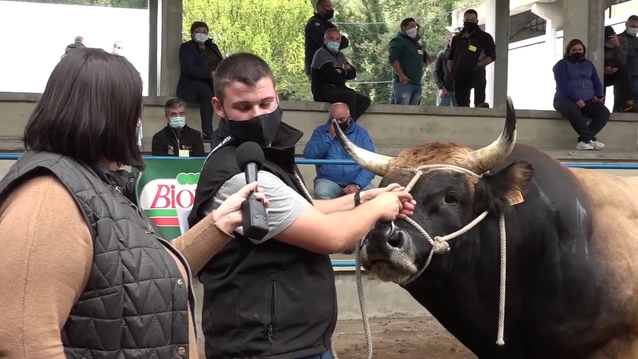Adrián, propietario del toro campeón tipo culón / El Campo de Asturias