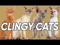 Seven Cat Breed that are TOTALLY Clingy の動画、YouTube動画。