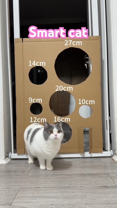Smart cat 🐈‍⬛ - YouTube