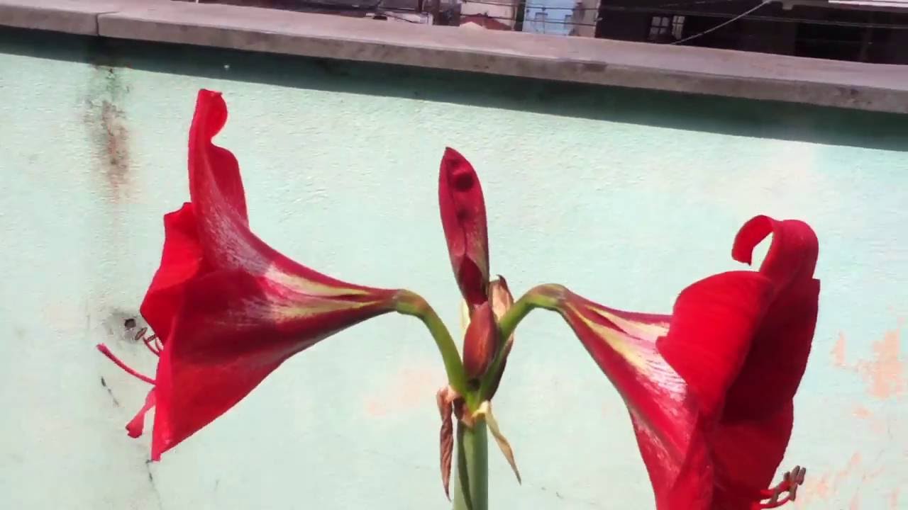 Lírio Vermelho - Flores - thptnganamst.edu.vn