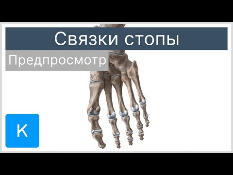 Связки стопы (предпросмотр) - Анатомия человека | Kenhub
