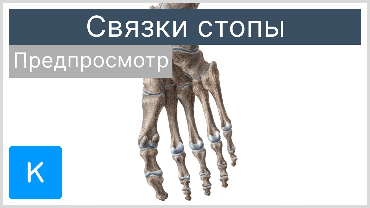 Связки стопы (предпросмотр) - Анатомия человека | Kenhub - YouTube