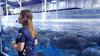 Dubai aquarium and underwater zoo 2019 ...