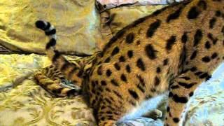 F2 Golden Male Kitten 9-6-2011.AVI