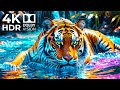 The Wild World 4K HDR Experience With Cinematic Sound Official Music Video 