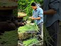 Turning Green Garlic Stems Into a Crunchy, Tangy Feast You Can’t Resist. #harvest #garlic #china