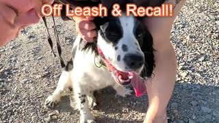 Oslo, a six month old Springer Spaniel ROCKING it! by Off Leash K9 Training of the LowCountry 358 views 2 years ago 5 minutes, 53 seconds