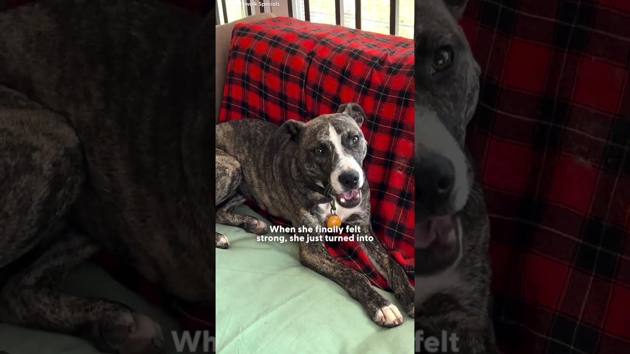 Истощенная собака преобразилась в условиях хаоса в семье | The Dodo