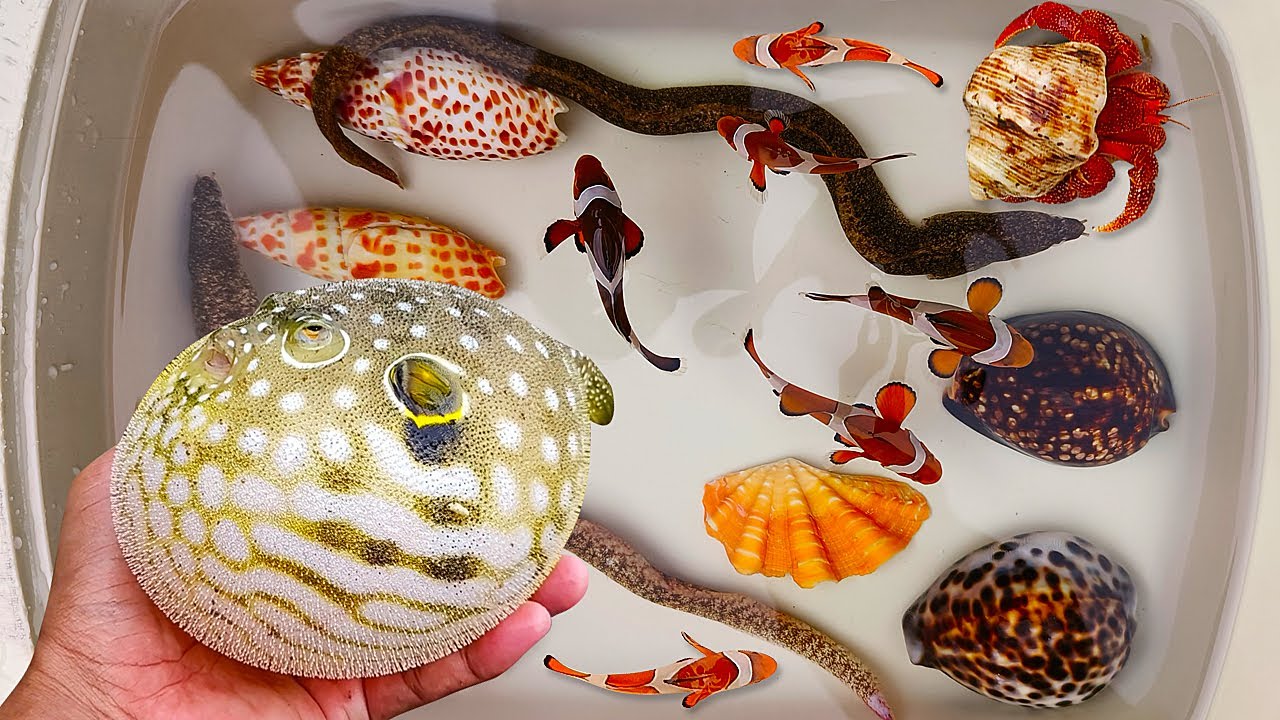 Tangkap ikan buntal dan kelomang, siput, keong, belut, kepiting, ikan laut, ikan nemo, kura kura