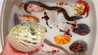 Catch puffer fish and hermit crabs, snails, conch, eels, crabs, sea fish, nemo fish, turtles