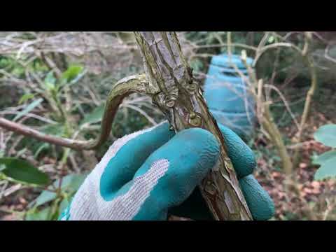 Video: Ib qho Pruning Rhododendron Phau Ntawv Qhia: Yuav Ua Li Cas Txiav Rhododendron Bush