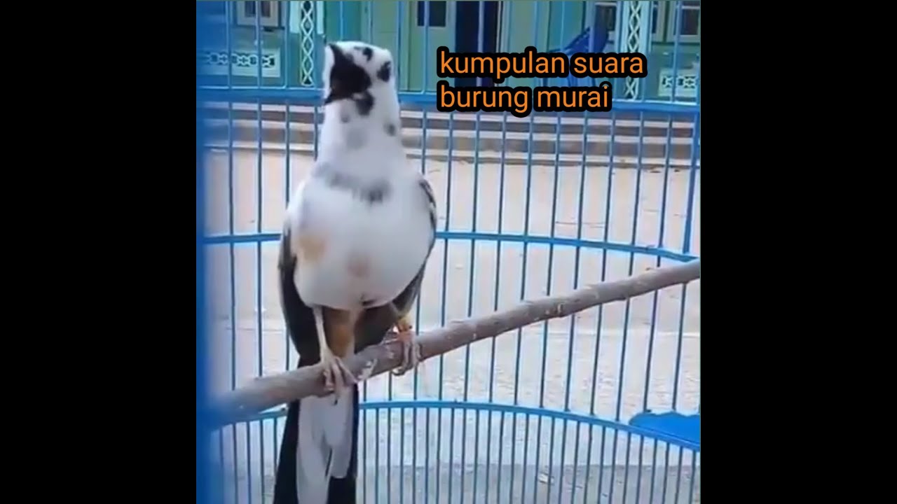 Suara kicau burung murai terindah 