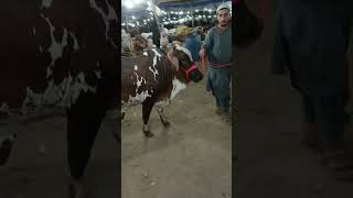 shayan cattle farm cattle cattlefarm cow cowcowcow bull