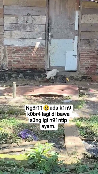 ng3r1nya k1n9 k0br4 lgi n91nt1p ayam berbulu puti😩