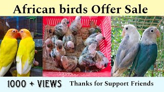 African Love birds Offer  Sale | Venki birds