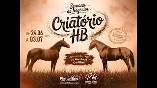 LEILÃO H.B.