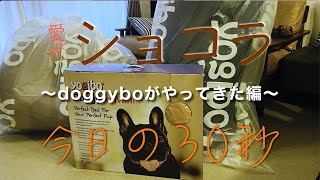 【Mダックス ショコラ】今日の30秒。ウチにヨギボーがやって来た！その究極の寝心地を体感するショコラ。