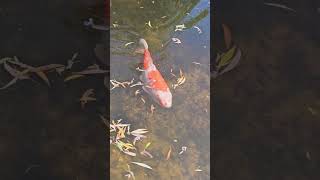 #koifish Botanischer Garten 🇳🇱 #friesland