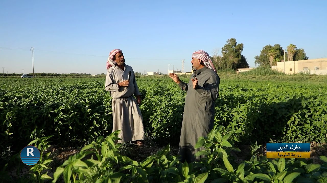 حقول الخير || زراعة الملوخية في الرقة || 5 - 7 - 2025