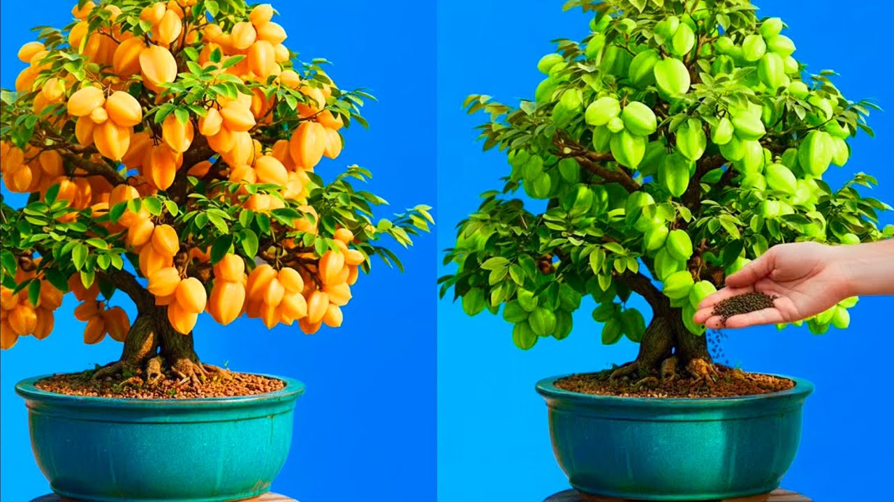 Chỉ cần bón loại phân này cây khế sẽ ra trái kín hết cây 