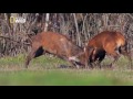 Deer Fights Nat Geo Wild
