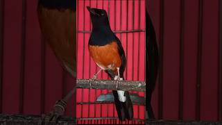 Download Lagu murai batu gacor ISIAN CIBLEK MEWAH MP3