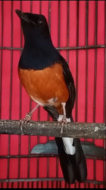 murai batu gacor ISIAN CIBLEK MEWAH