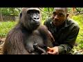 Meet The Man Who Raised A Rare Cross River Gorilla 
