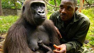Meet The Man Who Raised A Rare Cross River Gorilla