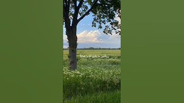 دقيقة من القرآن الكريم بصوت الشيخ ماهر المعيقلي سورة النساء #قرآن #religion #قرآن_كريم #قران