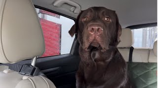TAKING MY LABRADOR RETRIEVER THROUGH THE CAR WASH!