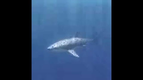 Rigged & Animated Photorealistic 3D White Shark Turning - 3ds Max, Maya, Cinema 4D & LightWeight