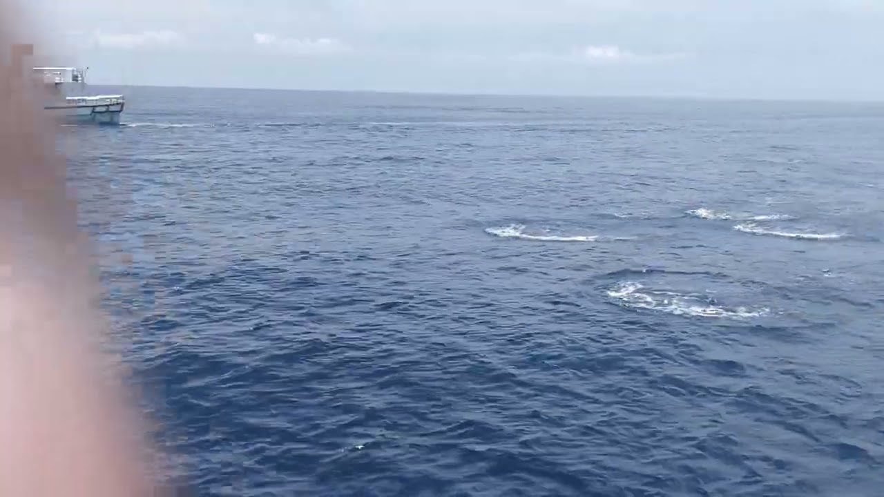 "Exploring the Pacific: Dolphins and Whale Fish Adventures in Taiwan"