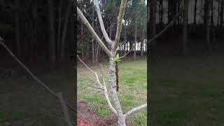 The Fig Tree Awakening Is It Too Early?