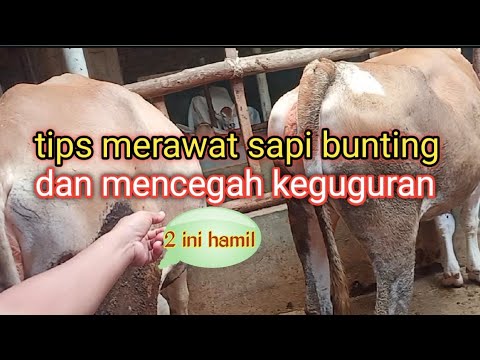 Video: Cara Memberi Makan Sapi Bunting