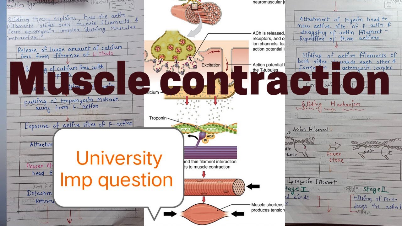 skeletal muscle contraction physiology - YouTube