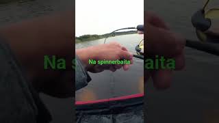 Szczupak na spinner baita