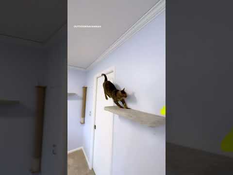 Βίντεο: Αίθουσα της φήμης των ζώων Purina, 2010