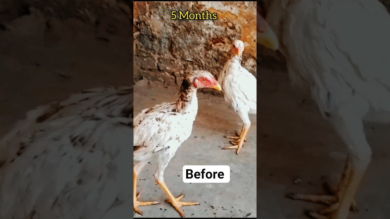 Unique Aseel Chick Transformation.😂💝 