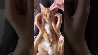 Cat purring while getting massage #shorts #shorts30