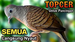 PERKUTUT LOKAL GACOR SUARA BESAR  Pancingan Perkutut Agar Bunyi