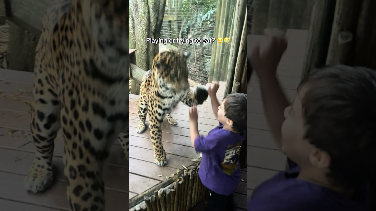 We took the kids to the zoo today… I don’t think this jaguar was playing how they thought he was 😂