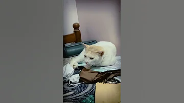 Handsome Simba Wake Up From Sleep Please Subscribe 