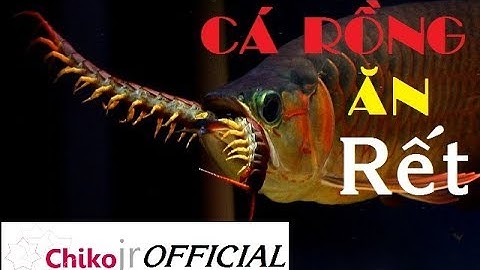 Arowana - Cá rồng ăn rết
