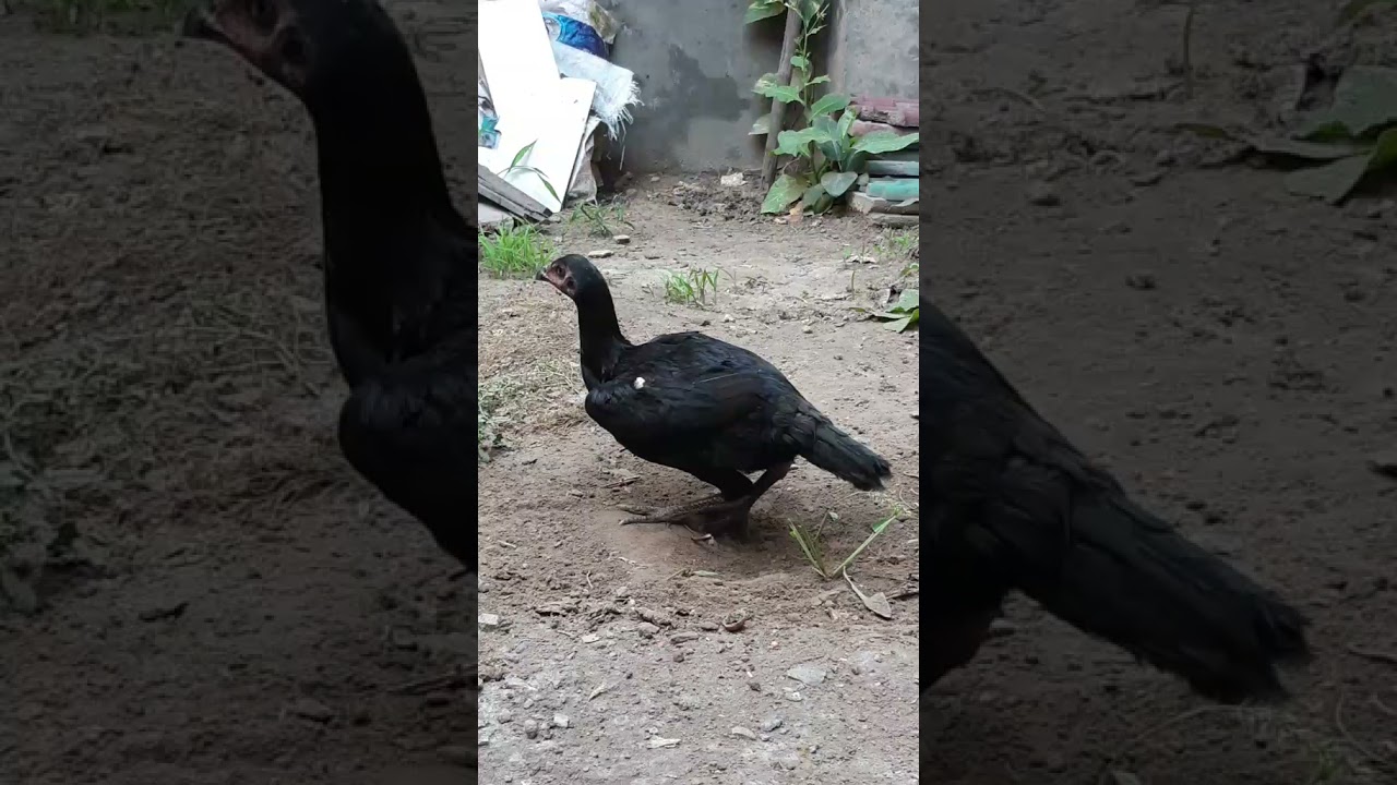 pure thai madi super neck locker 🤙🏻