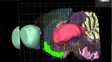 Olfactory Bulb, Thalamus, HDB, LC, Raphe