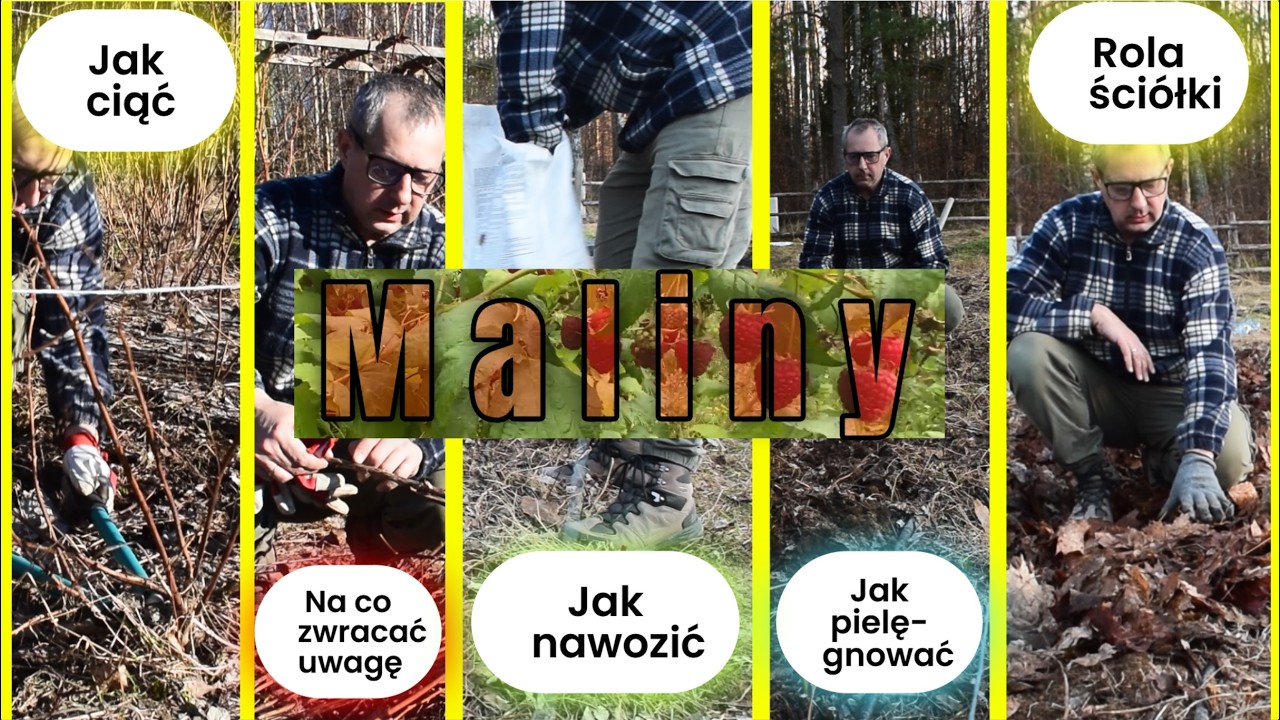 🌱 Wiosenna pielęgnacja malin – przycinanie, nawożenie i pierwsze zabiegi krok po kroku