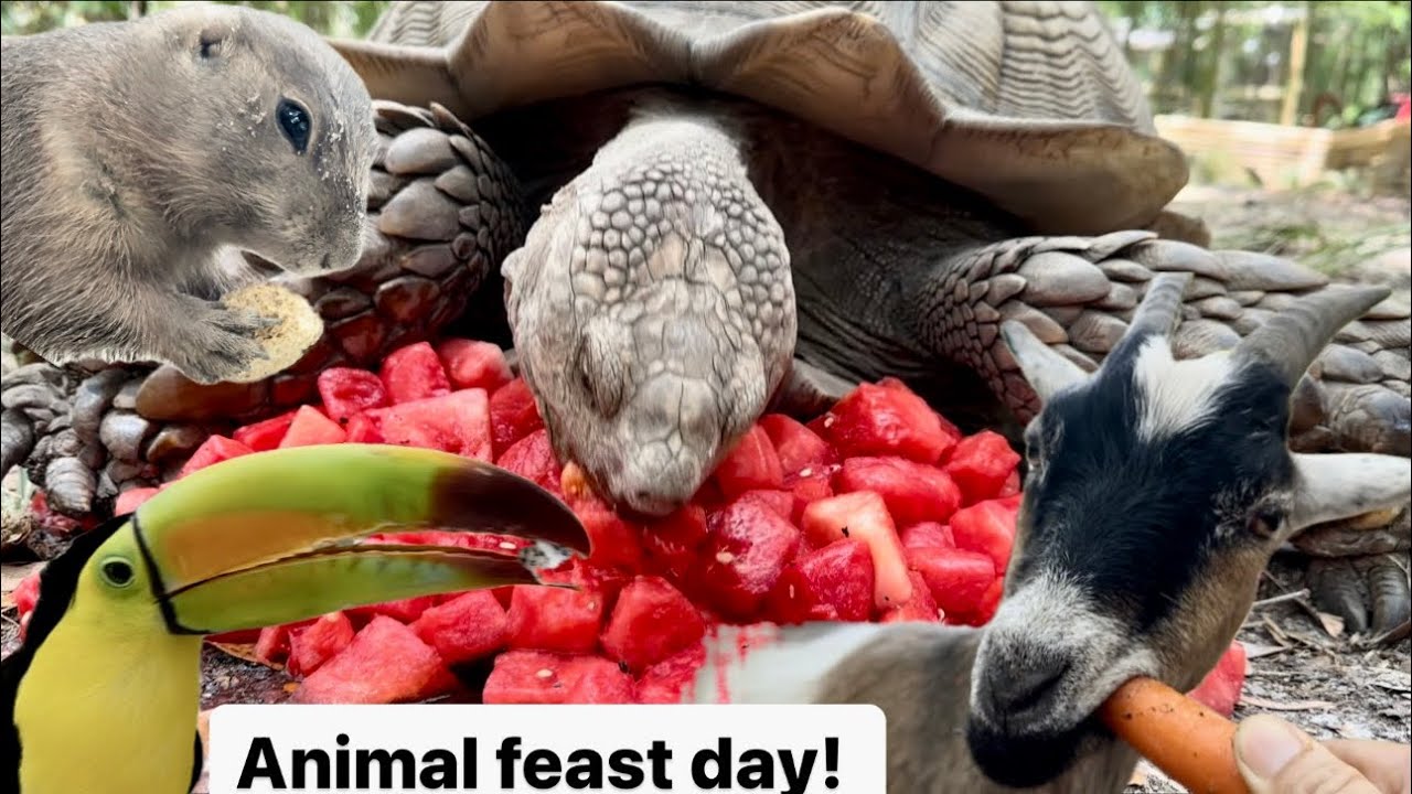 Animal feast day!