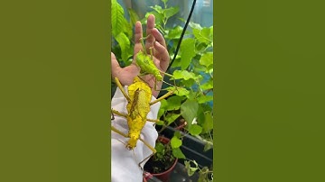 Spikey on my hand🤌🏻 #trending #viral #youtube #shorts #viralshorts  #insects #youtubeshorts