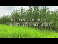 Retting of Jute | মৰাপাটৰ ৰছী প্ৰস্তুতপ্ৰণালী Mp3 Song